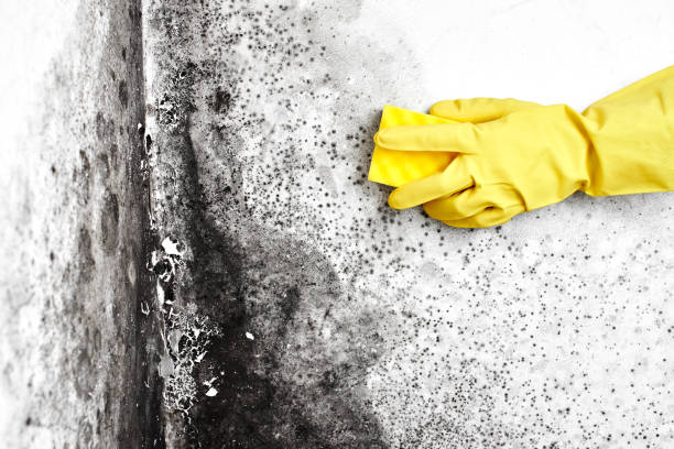 Best Local Mold Removal Service  in Webster, SD