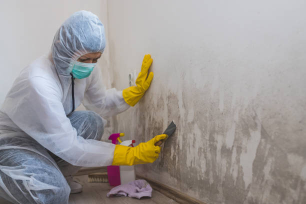 Best Attic Mold Removal  in Webster, SD