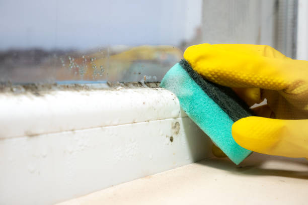 Best Certified Mold Removal  in Webster, SD