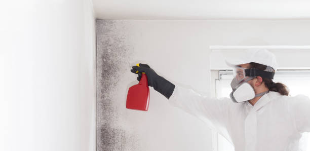 Mold Removal Process in Webster, SD