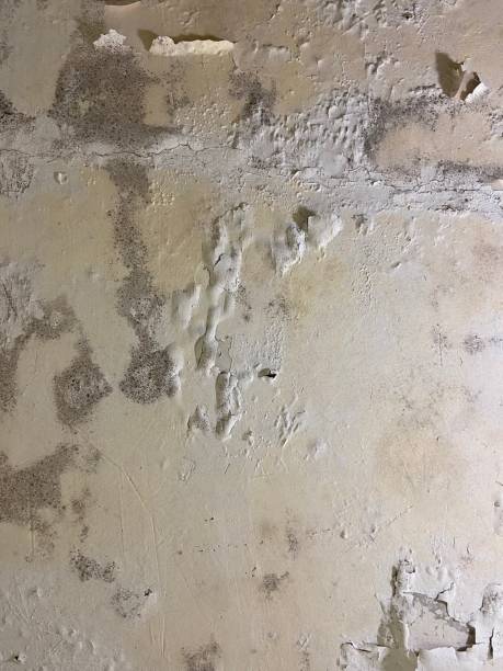 Best Commercial Mold Removal  in Webster, SD