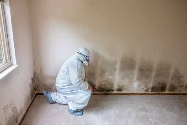 Professional Mold Removal in Webster, SD
